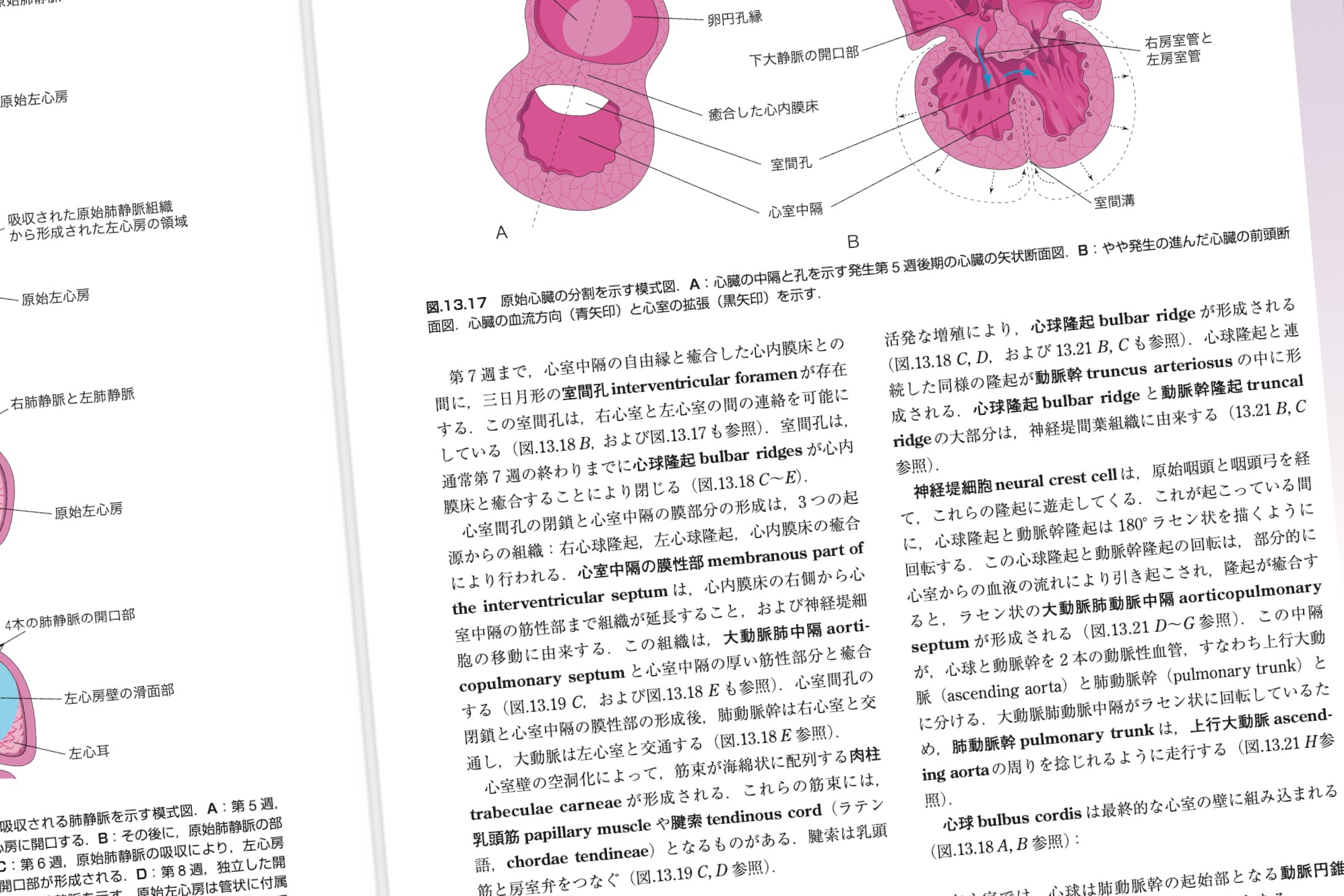 ムーア人体発生学 原著第11版 / Anatomy 今日も明日も/ムーア人体発生