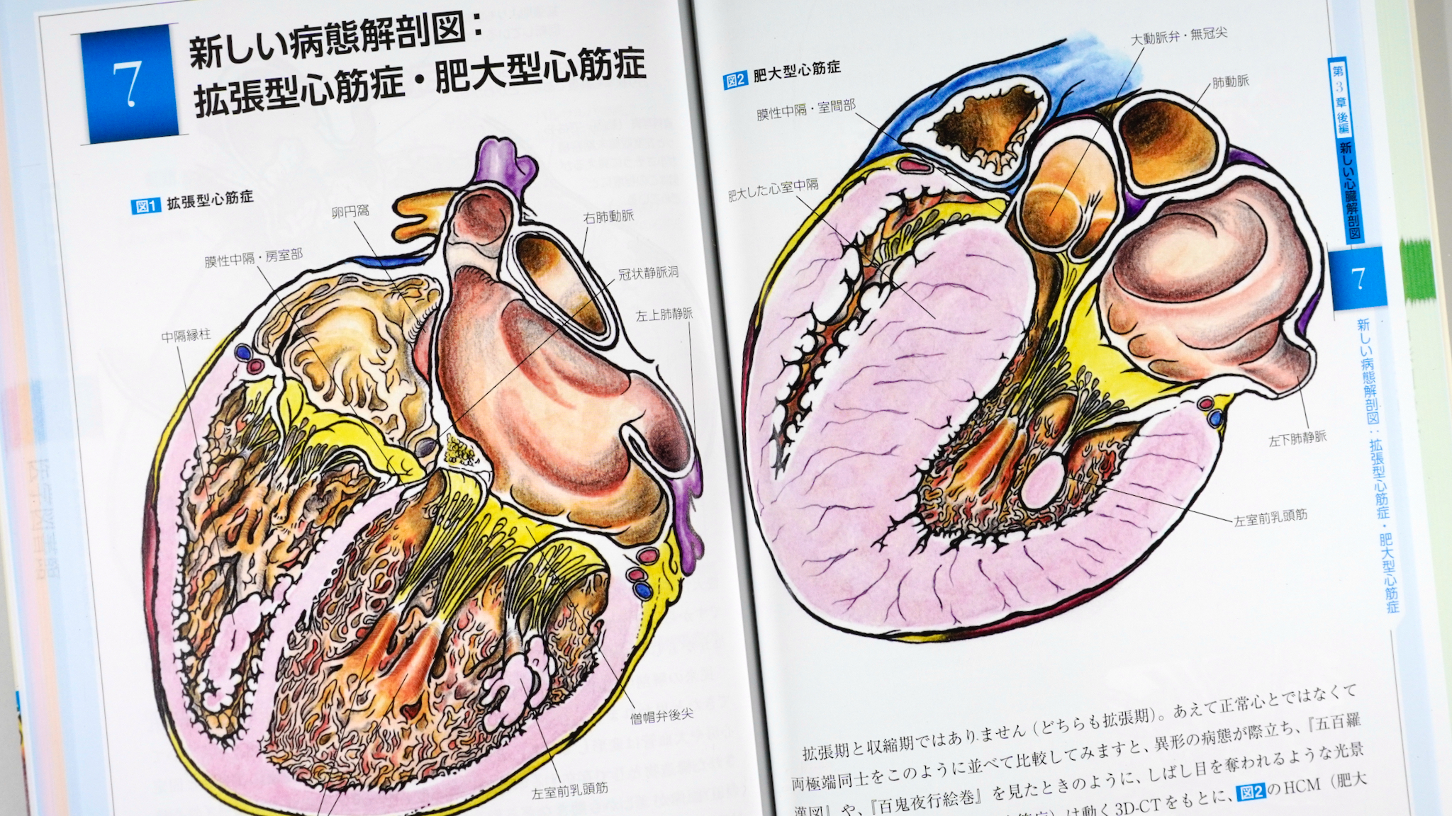 心臓外科医が描いた正しい心臓解剖図 増訂版 / Anatomy 今日も明日も