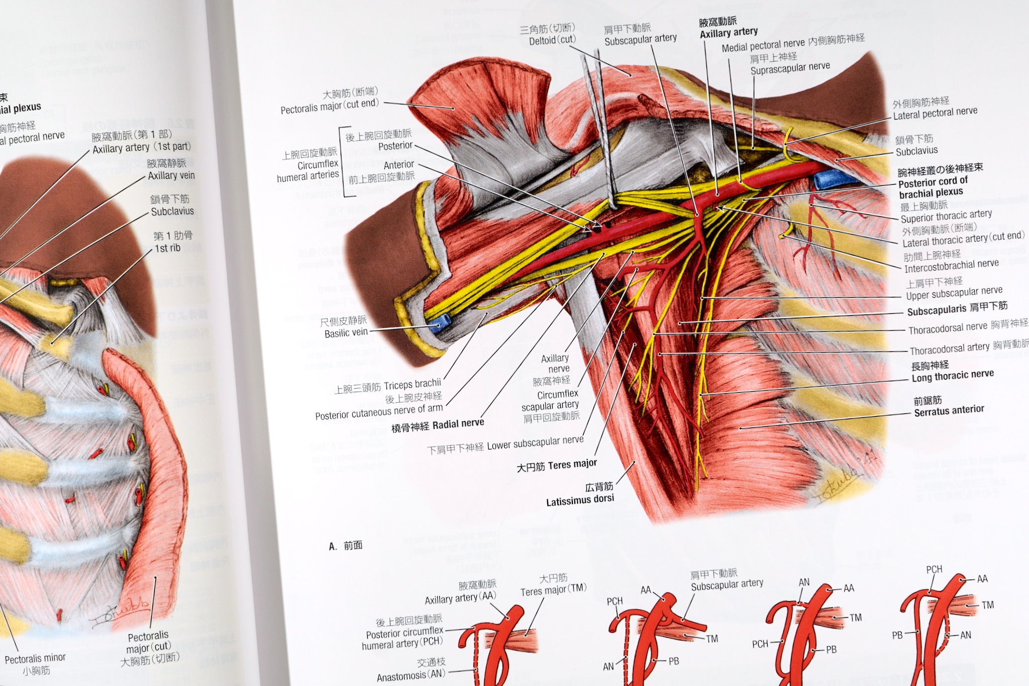 グラント解剖学図譜 第8版 / Anatomy 今日も明日も/グラント解剖学図譜