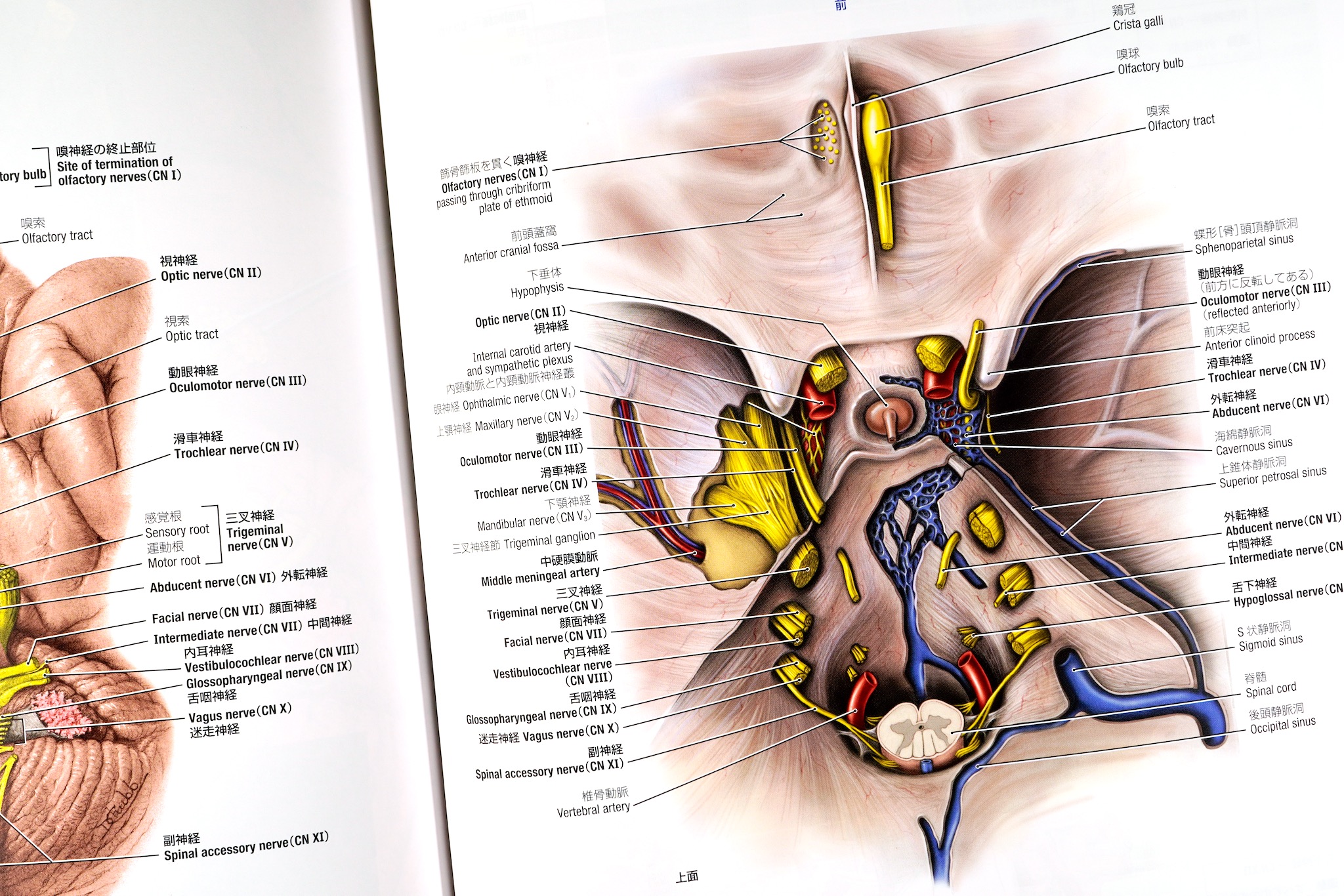 グラント解剖学図譜 第8版 / Anatomy 今日も明日も/グラント解剖学図譜