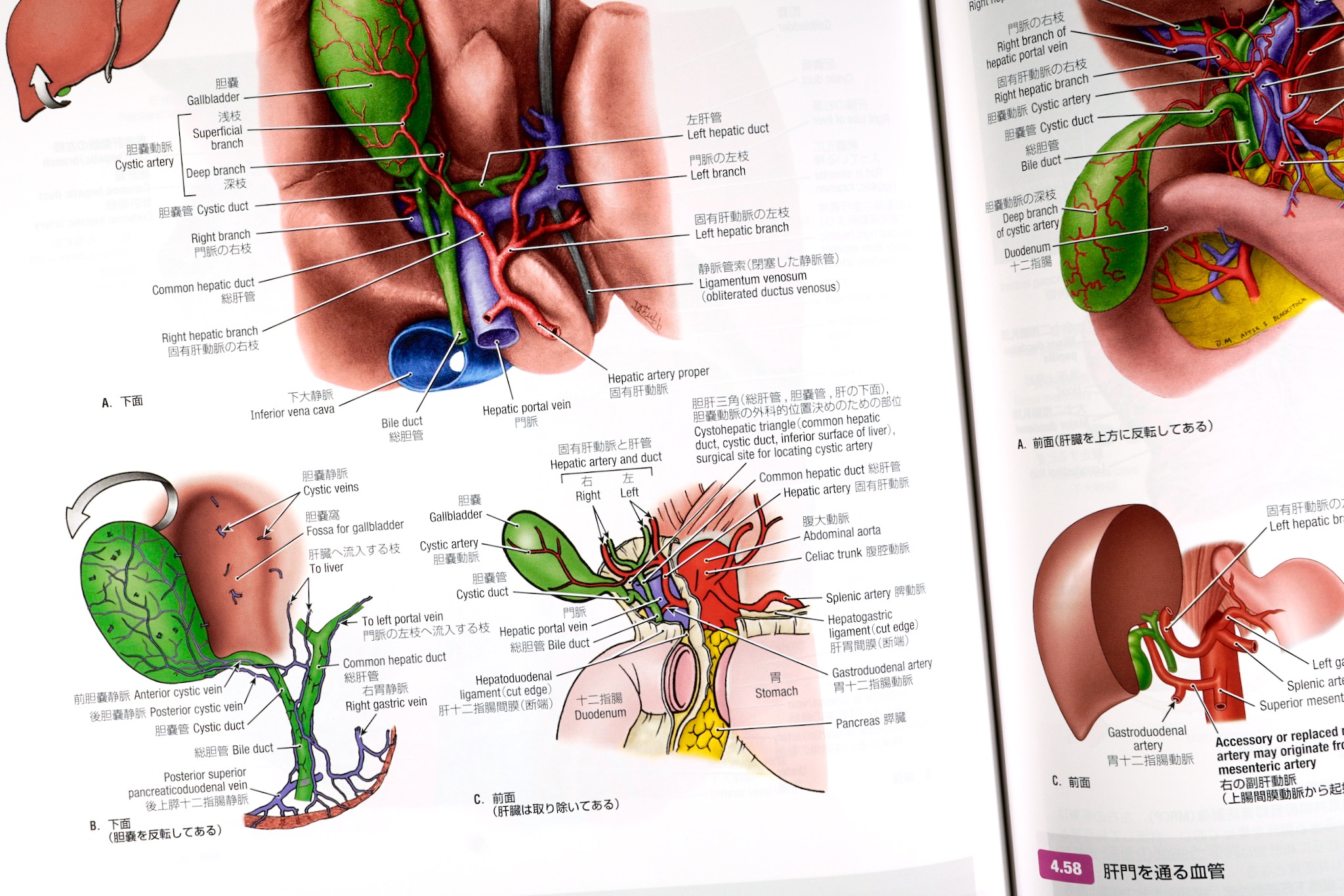 グラント解剖学図譜 第8版 / Anatomy 今日も明日も/グラント解剖学図譜