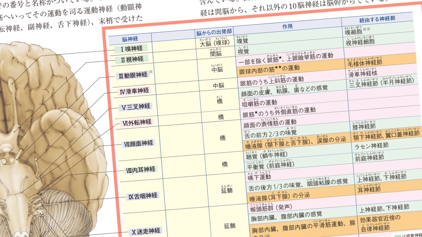 新しい人体の教科書 上・下 ／ 人体誕生 / Anatomy 今日も明日も