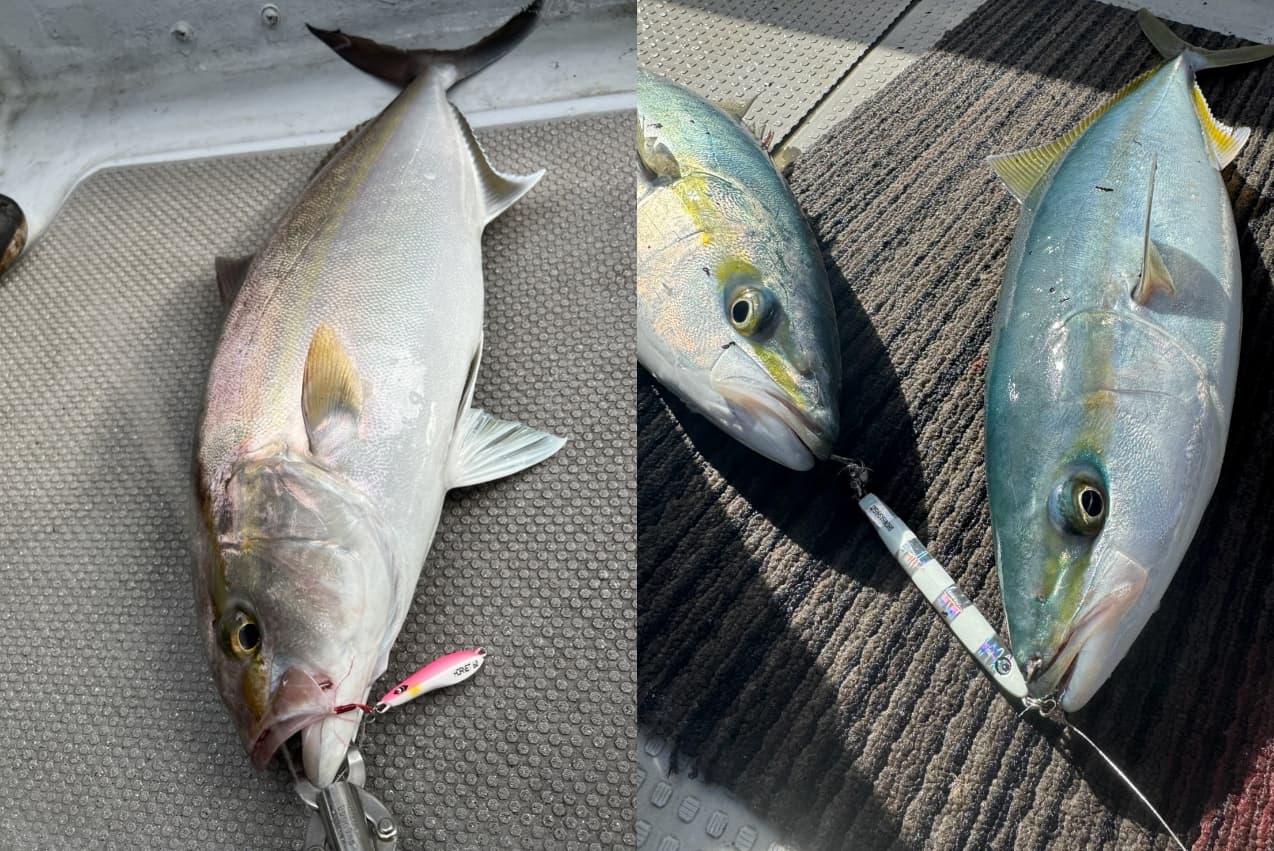 オススメのタングステンジグ】PREDGE 高速沈下「TG HORNET