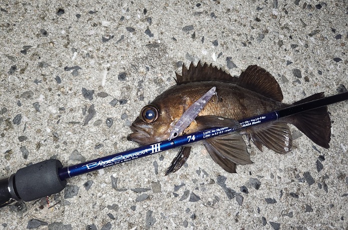 ヤマガブランクス】ブルーカレントⅢ 74をインプレ！メバル