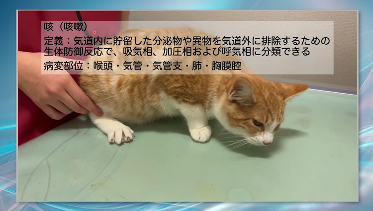診断率UP！猫の呼吸器疾患～画像診断術～ | 株式会社 医療情報研究所