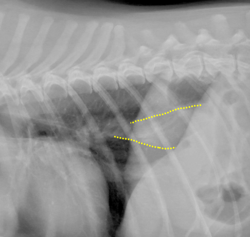 理論から実践まで！X線画像読影指南 | 株式会社 医療情報研究所