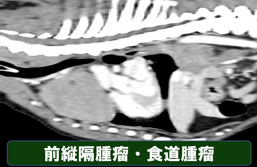 理論から実践まで！X線画像読影指南 | 株式会社 医療情報研究所