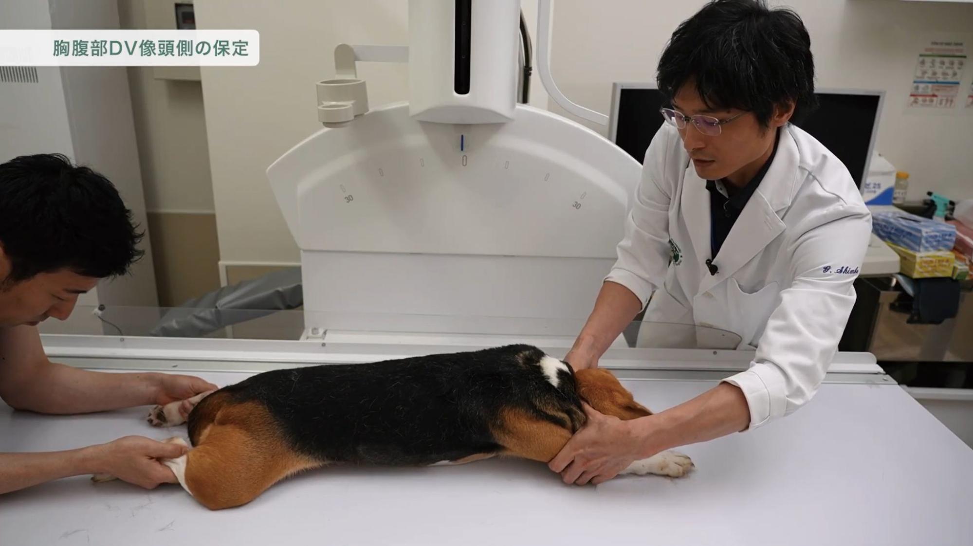 犬猫の診断力を上げるX線検査の極意 | 株式会社 医療情報研究所