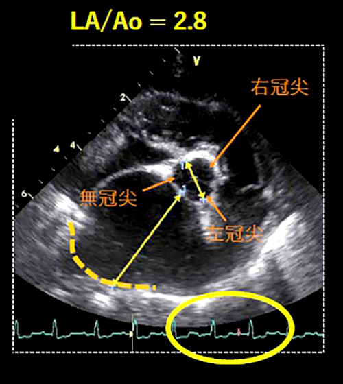 犬と猫の心エコー図検査スピード習得LIVE講座 | 株式会社 医療情報研究所