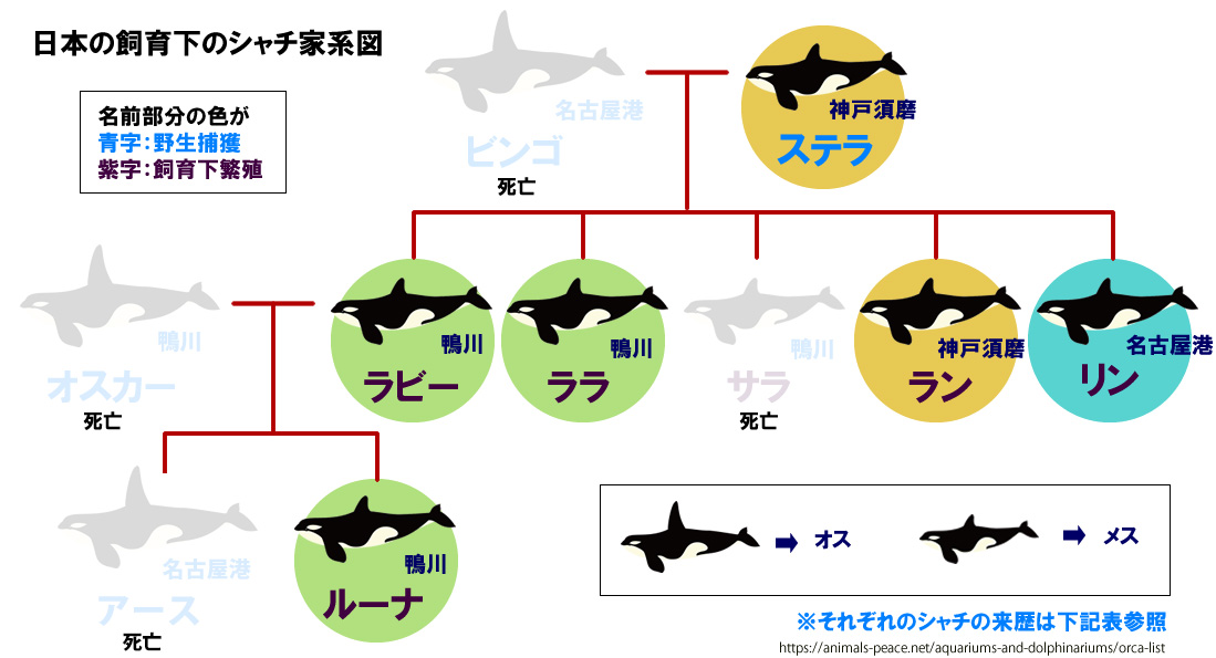 日本で飼育されているシャチの一覧│PEACE 命の搾取ではなく尊厳を