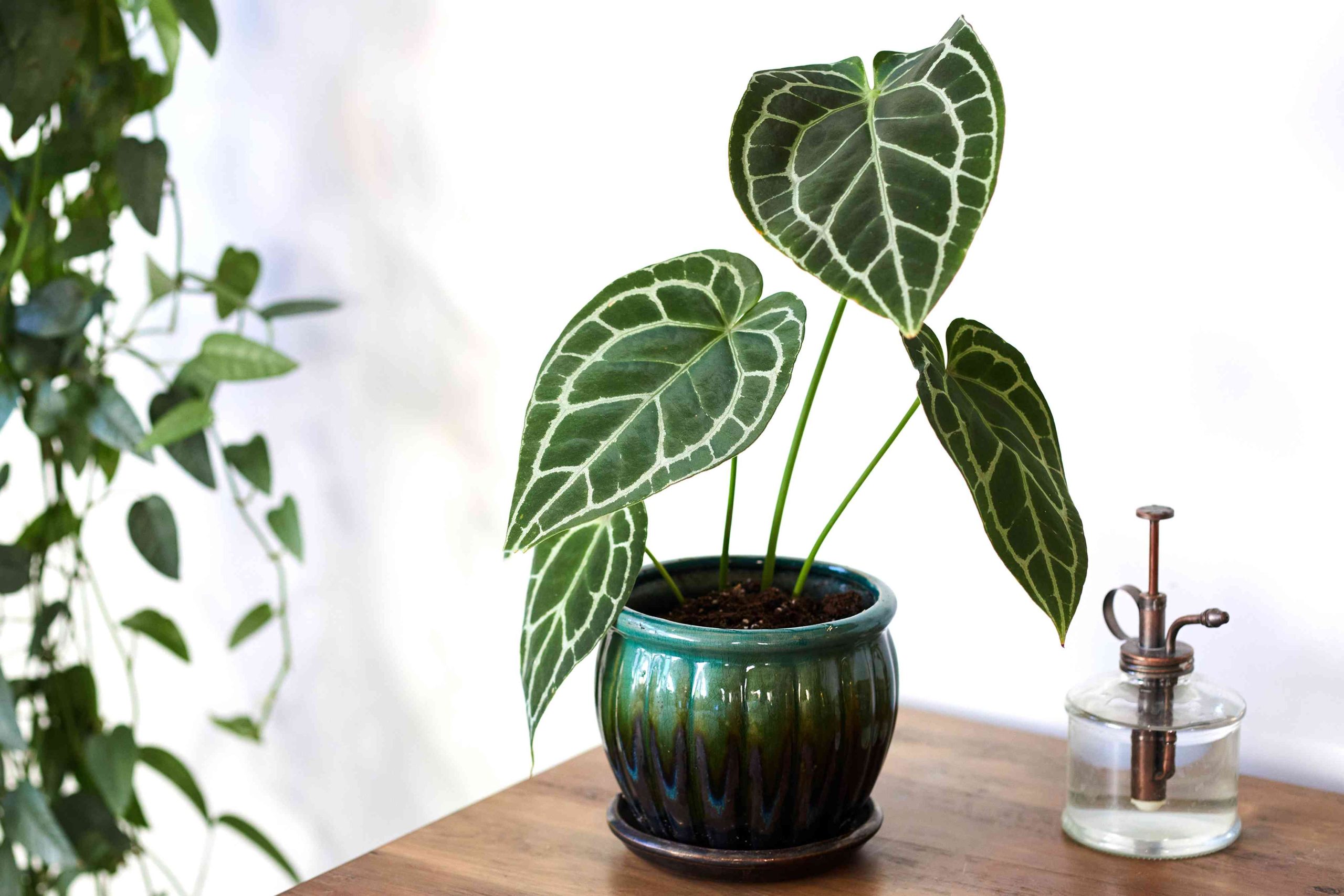 アンスリウム・クリスタリナムの購入方法・育て方や注意することを解説