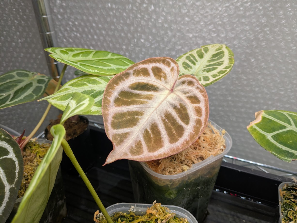 アンスリウム KOS x RedCrystalinumの育て方と購入方法と管理の注意点