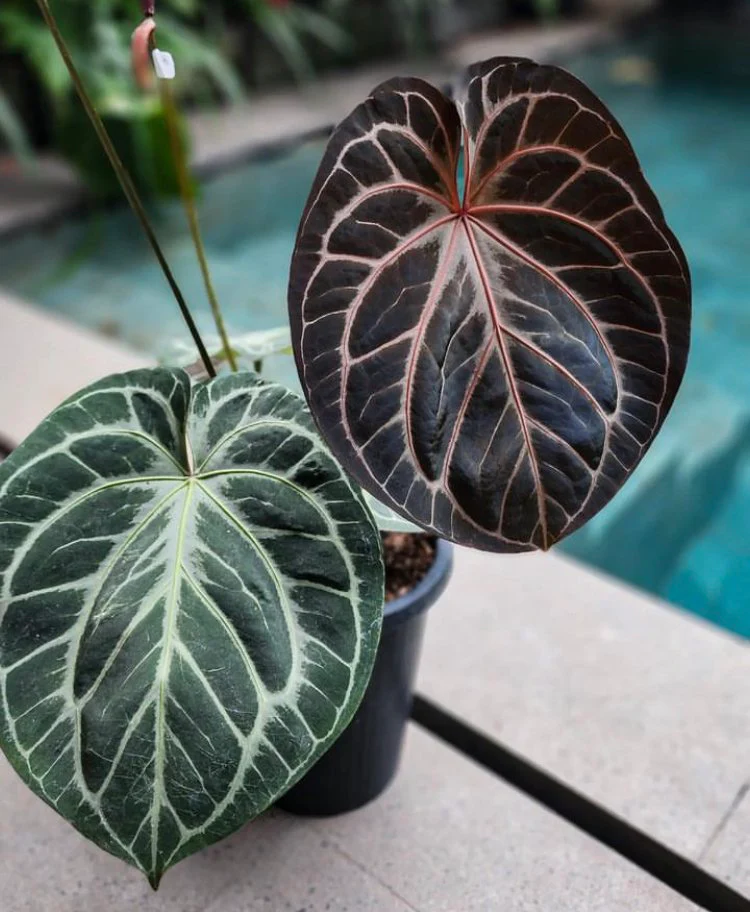 アンスリウム KOS x RedCrystalinumの育て方と購入方法と管理の注意点