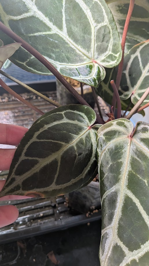 アンスリウム KOS x RedCrystalinumの育て方と購入方法と管理の注意点