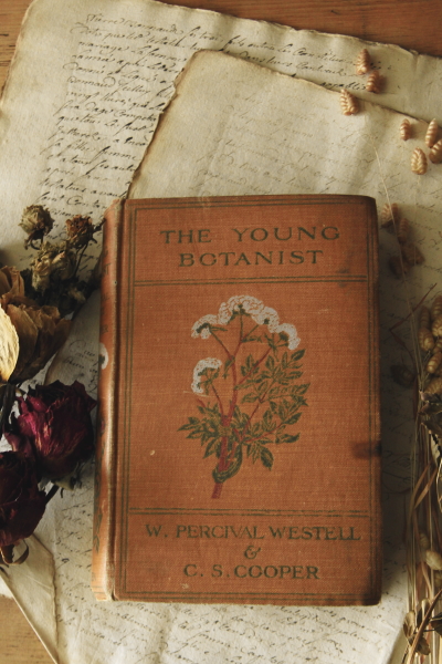 アンティークボタニカルアート 植物図鑑 イギリス THE_YOUNG_BOTANIST