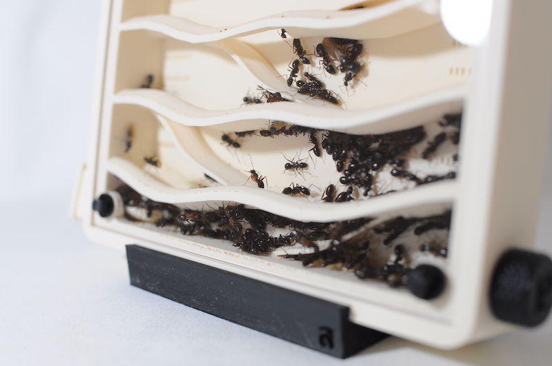 アリ飼育ケースの使用感レビュー！ ｜Large Hybrid Nest ハイブリッド