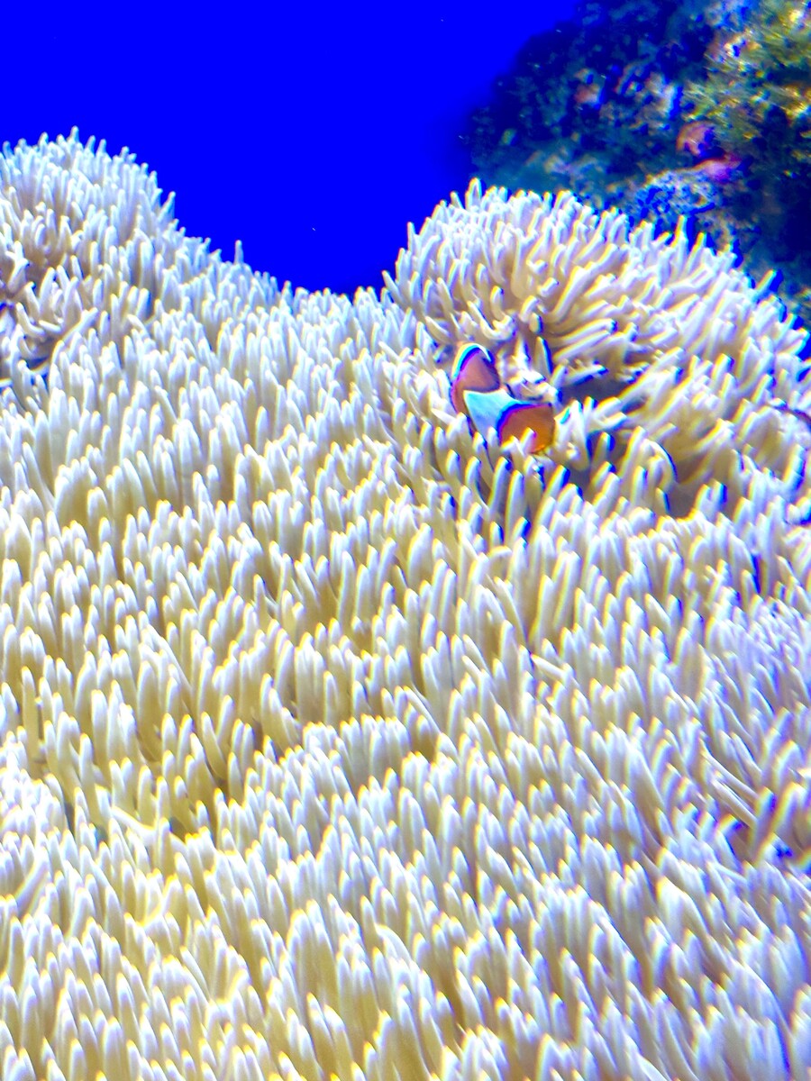 チンアナゴ、ニシキアナゴ、カクレクマノミetc. ウェルカム水槽で