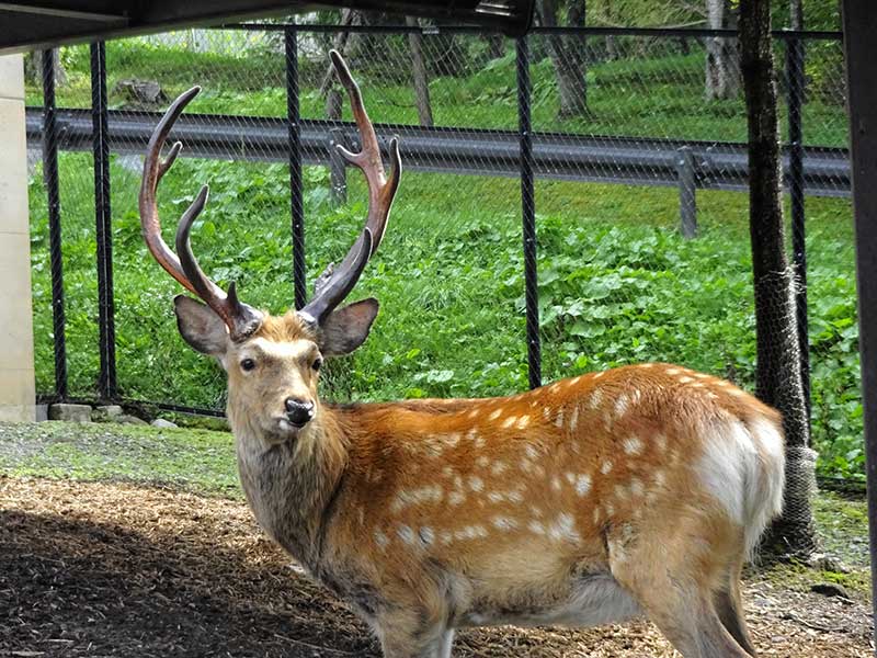変身の秋＊エゾシカ 立派な角が完成 | 北海道新聞 旭川支社 + ななかまど