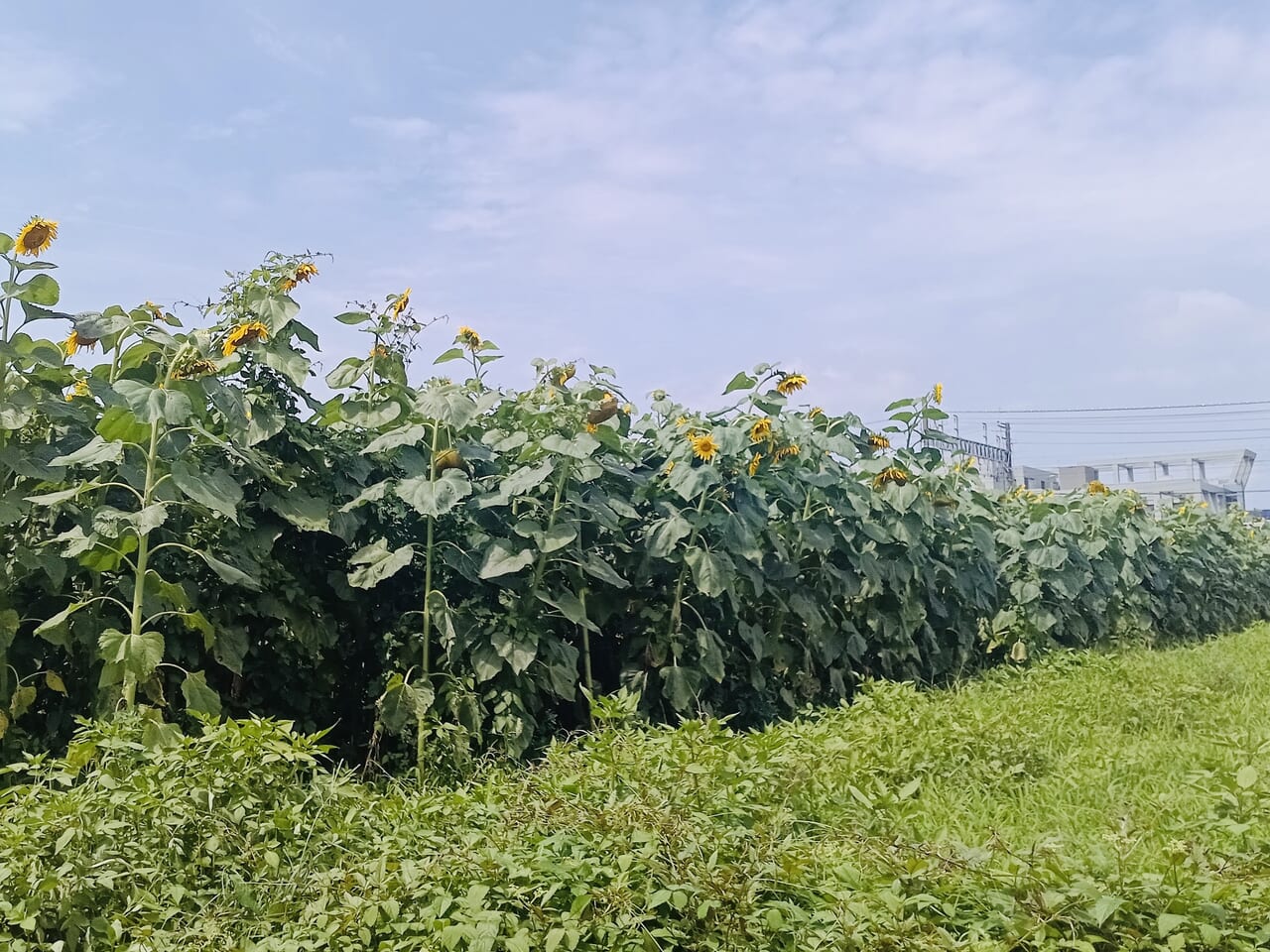 朝霞市】2m超えの巨大ヒマワリが見頃☆黒目川沿いの「ひまわり苑」が