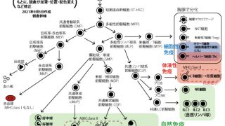 免疫学の基礎解説図1（2021年9月作成）～ヒトの血液細胞の分化経路図