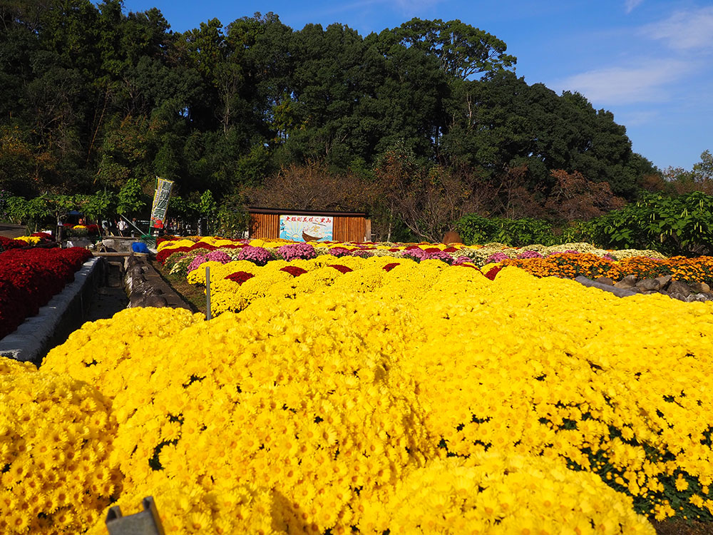 2025年開花情報 花咲く里山「ざる菊」が満開の見ごろです！ | 足柄観光