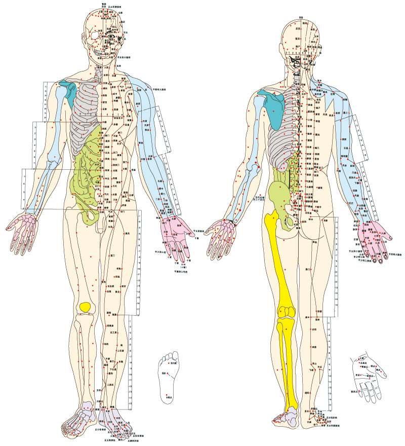 経絡はまず十二正経と任脈・督脈の十四経脈が大事 | 台湾美容技芸発展協会