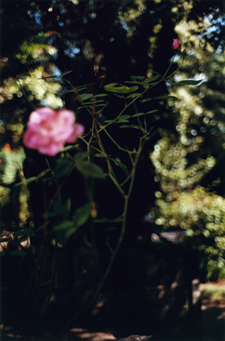 テリ・ワイフェンバック写真展「Certain Days」 - デジカメ Watch