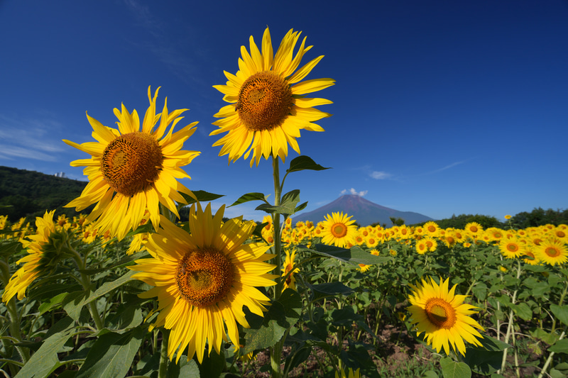 夏の風景を鮮やかに彩る最高性能のフィルター「ZX C-PL N」 - デジカメ
