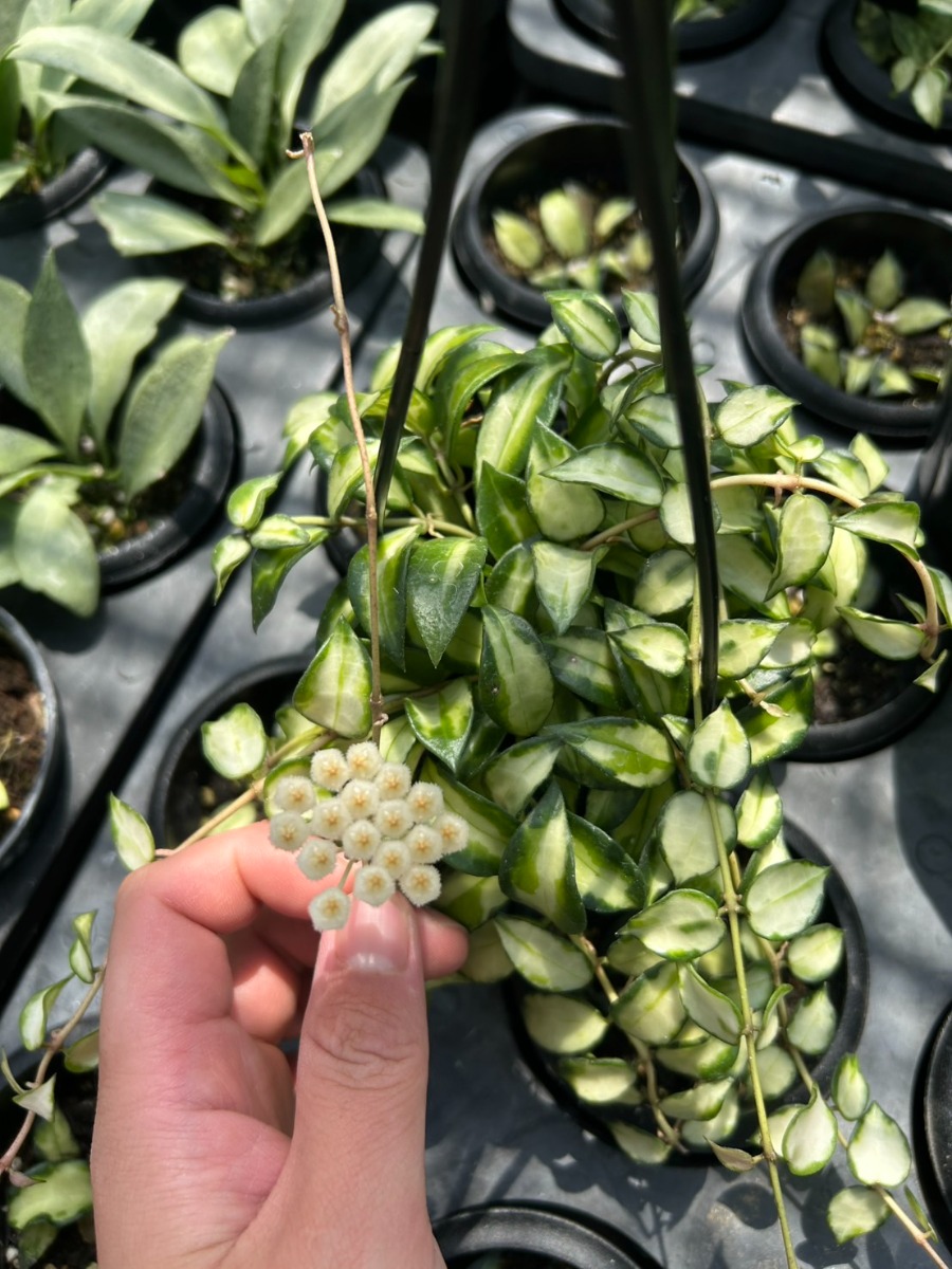 ホヤ・ラクラーサブルーノ_3号吊り鉢 | SHELF