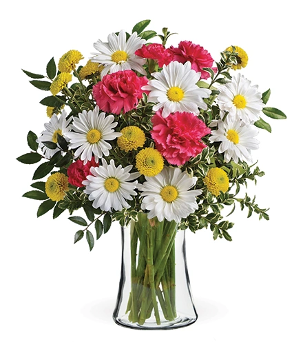 Tickle Me Daisy | Blooms Today