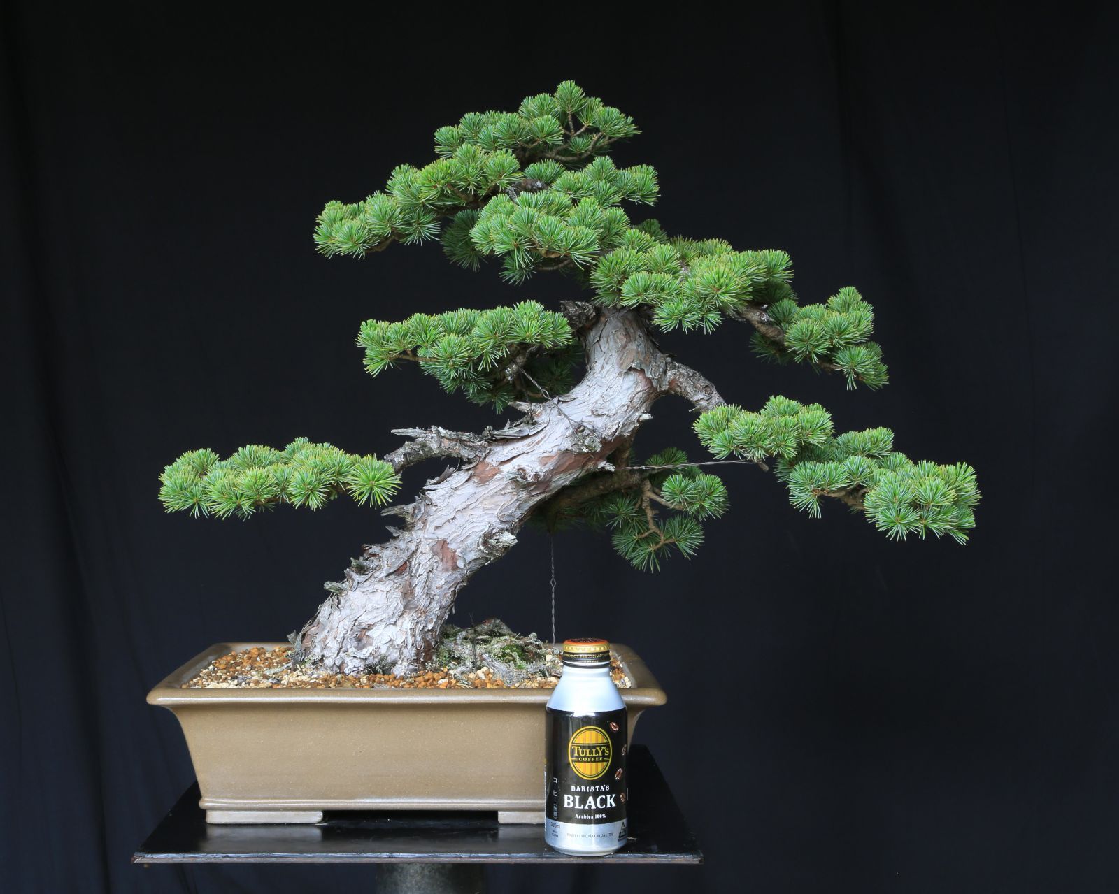 糸魚川真柏 逸品 捻転 シャリ芸 真柏 盆栽 貴風