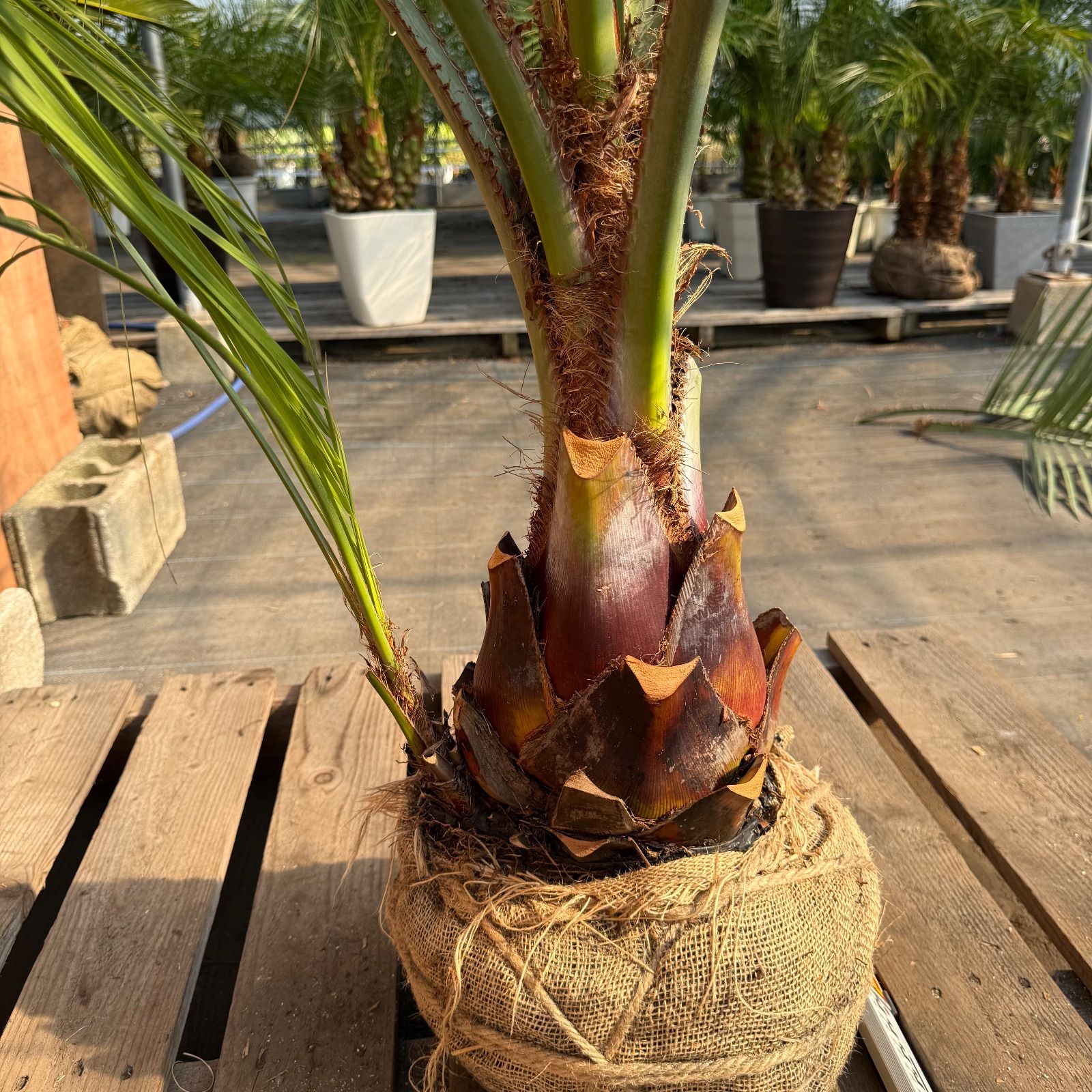 お庭がリゾートに🌴ココスヤシ【幹太60cm／葉先160cm】シルバーリーフ