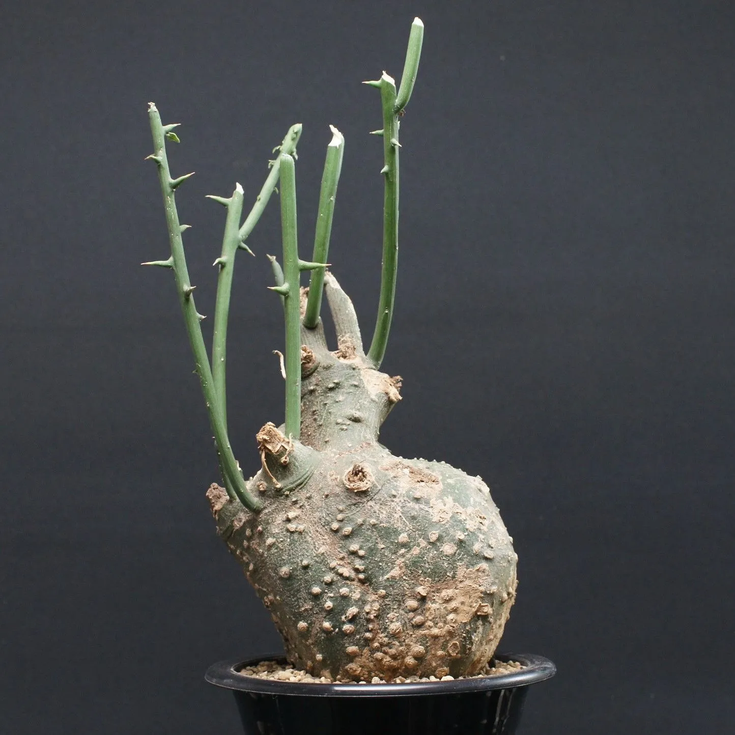 2026年最新】アデニア グロボーサの人気アイテム - メルカリ