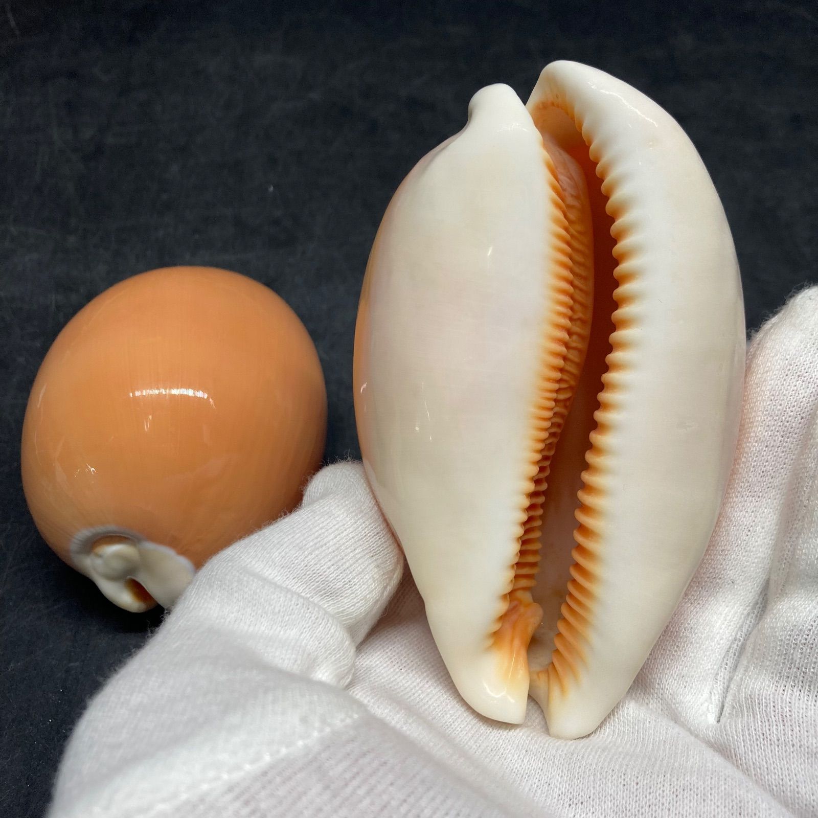 ナンヨウダカラ 約9㎝ 貝殻 標本 ナンヨウダカラ | 貝の図鑑