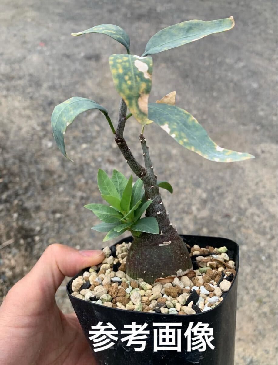 Adenia pechuelii アデニア ペチュエリー 種子10粒（多肉植物 観葉植物