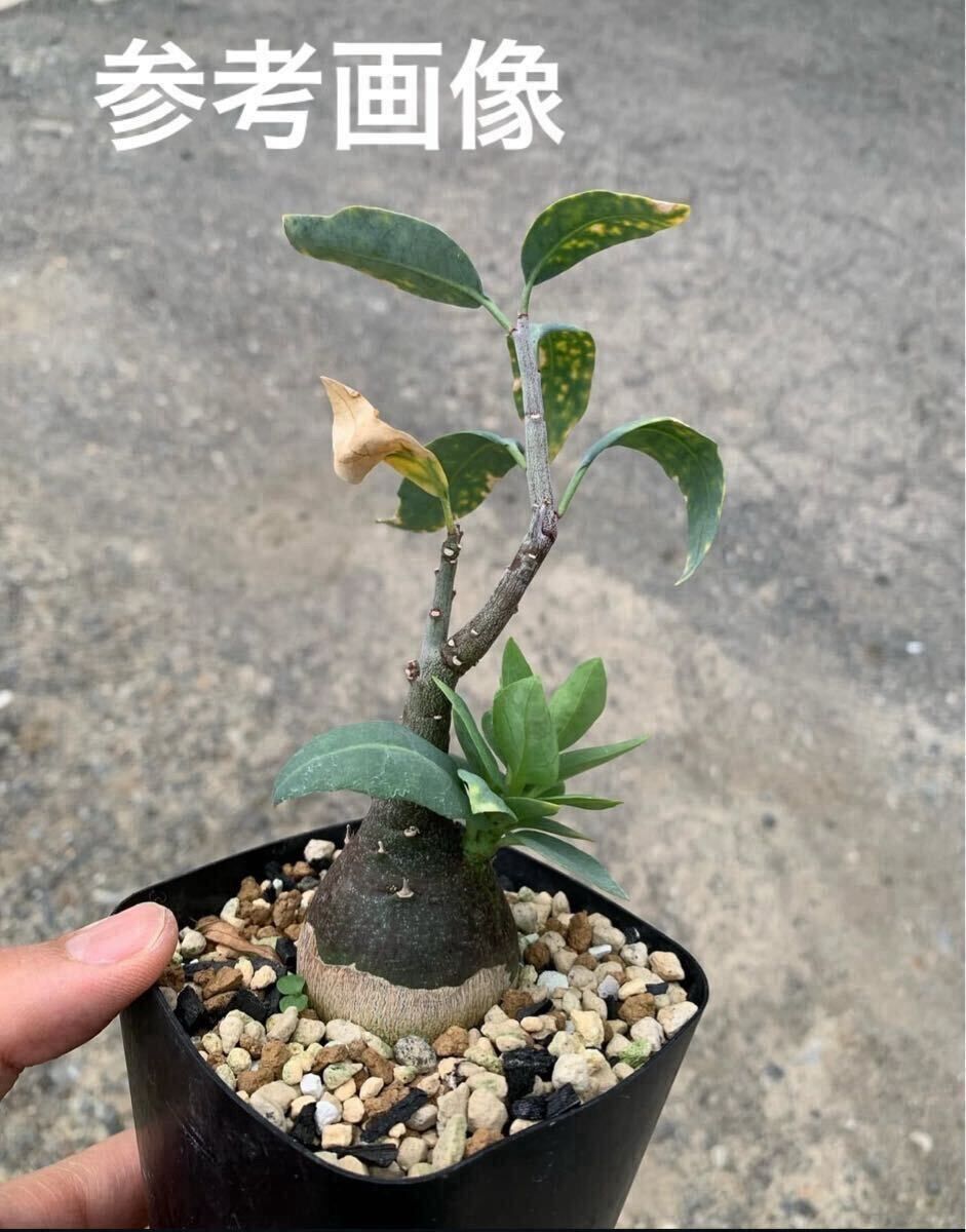 Adenia pechuelii アデニア ペチュエリー 種子10粒（多肉植物 観葉植物