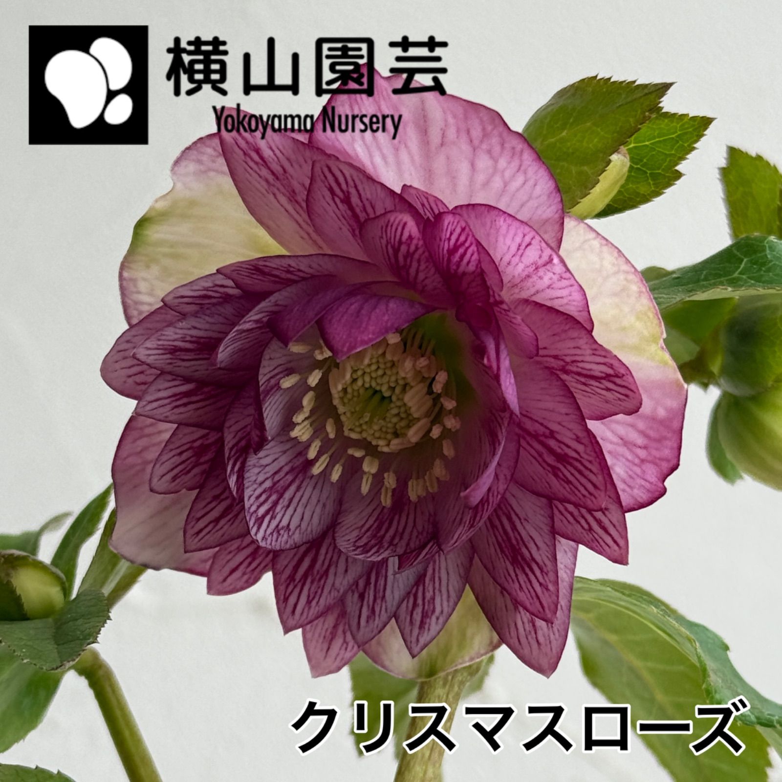 横山園芸】クリスマスローズ 開花株 4.5号ラベル苗［個体番号#222