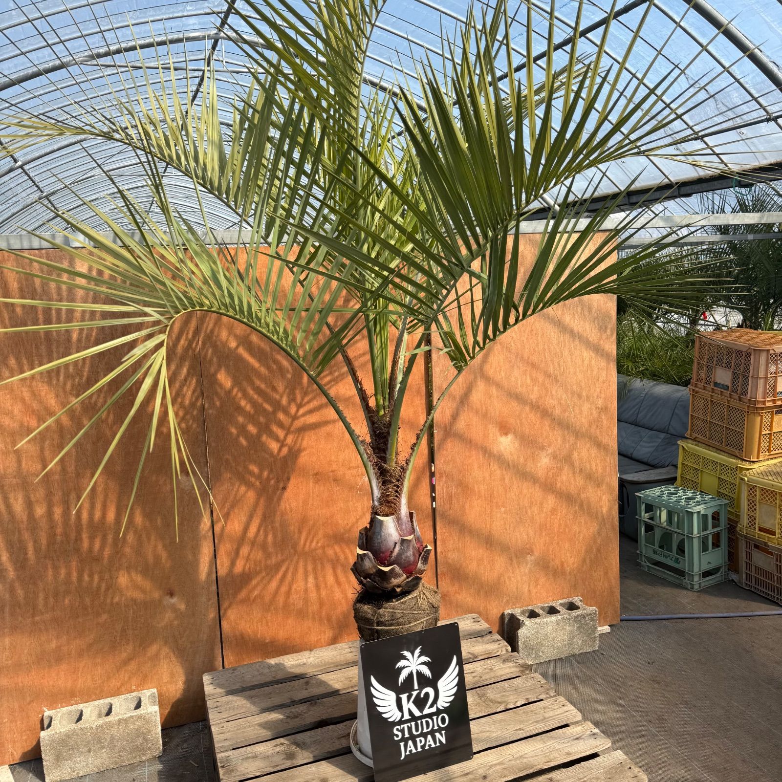 🌴✨ ココスヤシ 高幹シルエット株 ✨🌴 シルバーリーフ / 南国