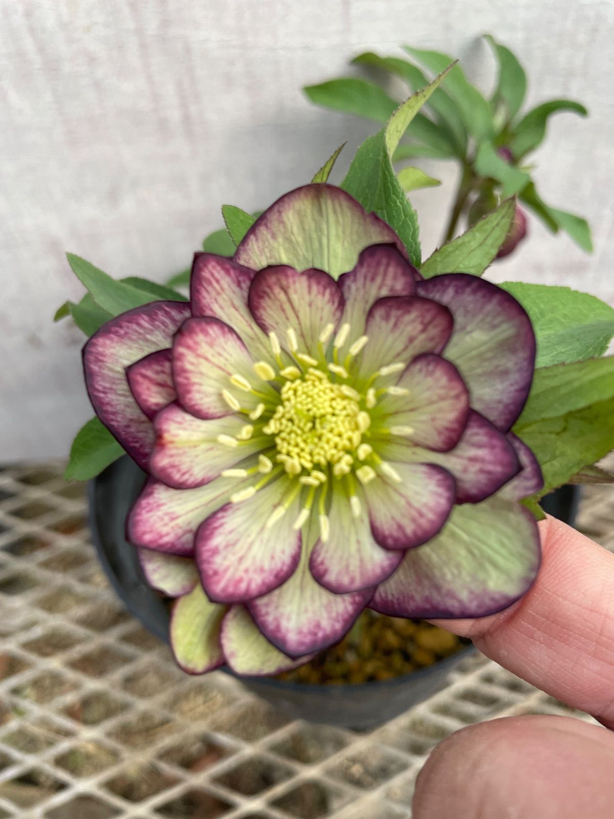 クリスマスローズ ダブル26-5 バイカラー5号鉢 開花株 - メルカリ