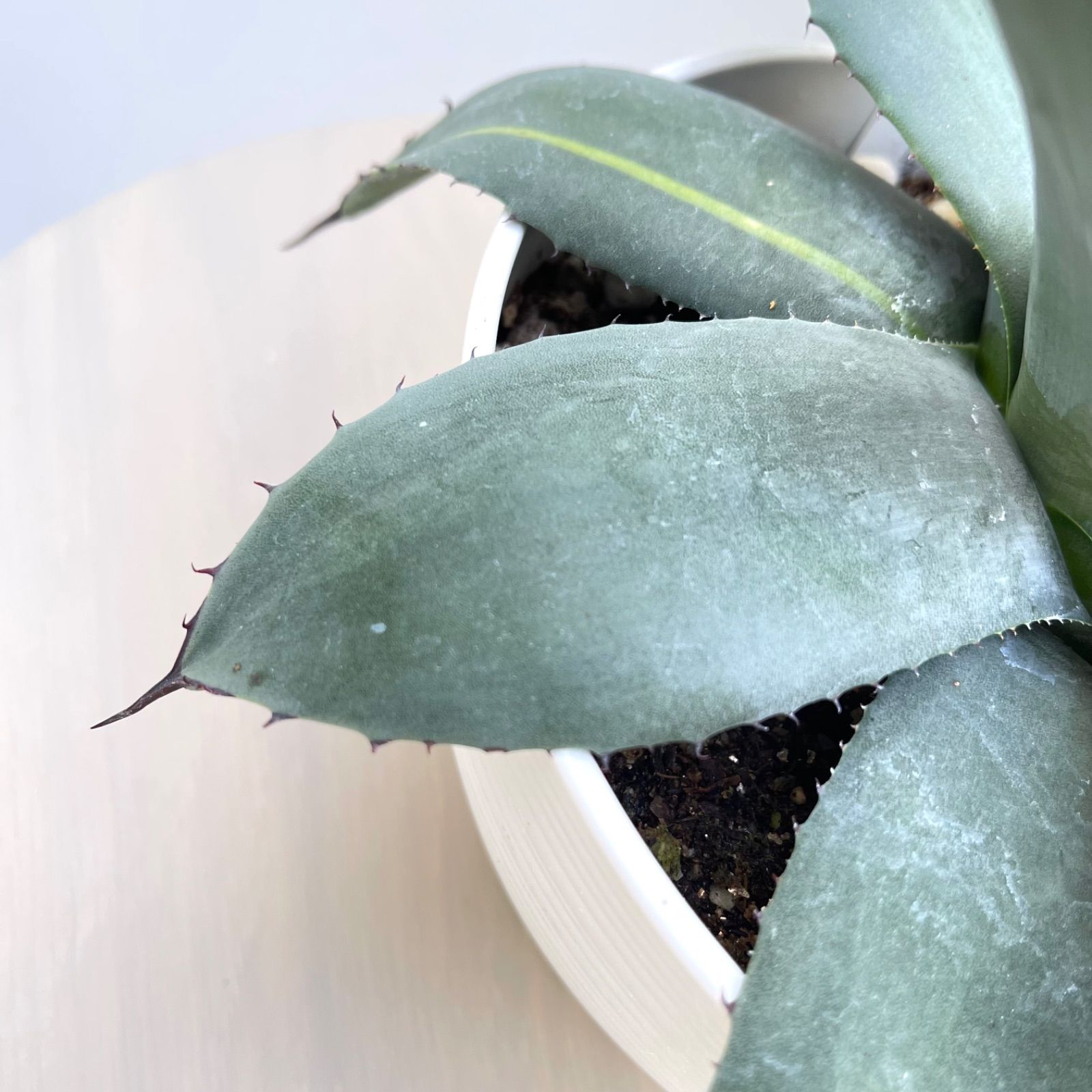 アガベ パリー フワチューケンシス 4【現品】観葉植物 多肉植物 屋外