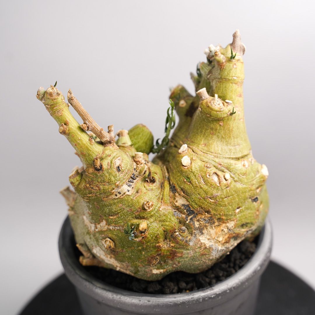 F52 アデニア ペチュエリー Adenia pechuelii ナミビア産 発根済み