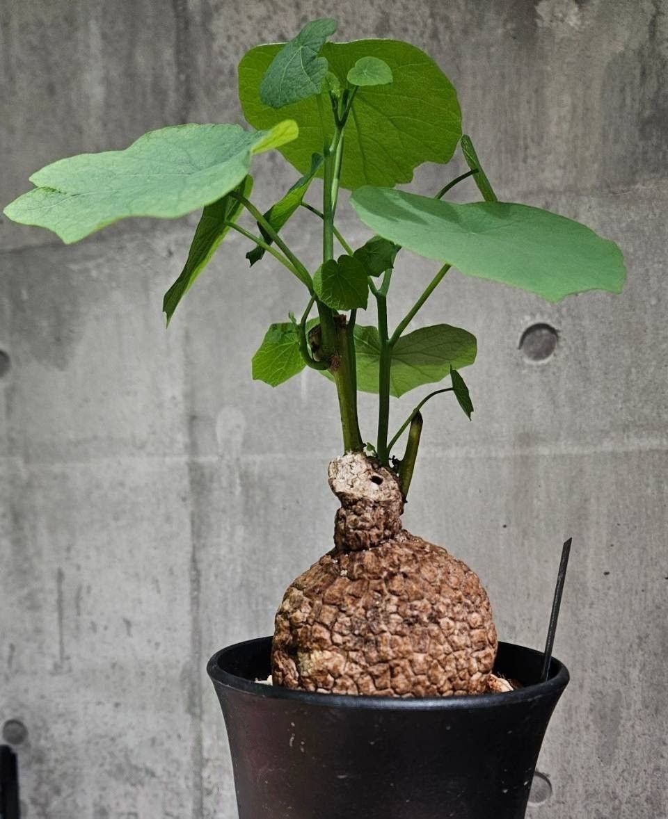 大特価 直輸入 ステファニア スベローサ 小球 コーデックス 塊根 植物