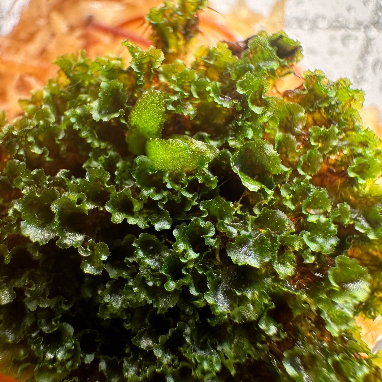 ①【3セット限定タイムセール！】P.willinckii OMG 前葉体 XLsize