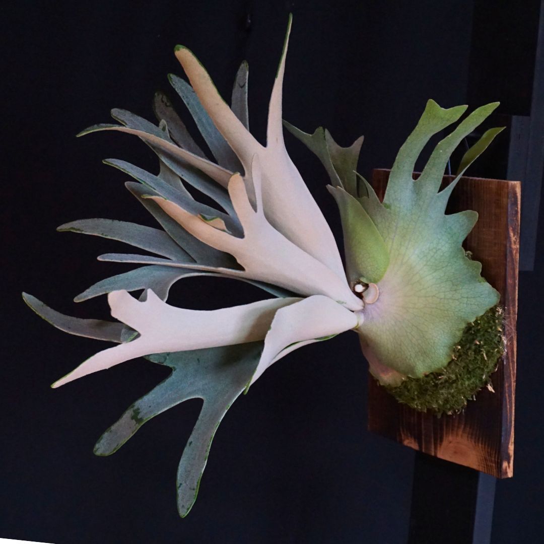 Hakuna Matata ハクナマタタ ◇ビカクシダ（コウモリラン）観葉植物