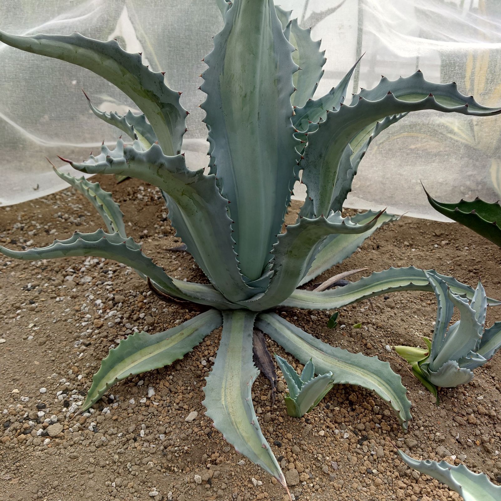アガベ アメリカーナ エクスパンサパリーダ 大株 直径57㎝ - メルカリ