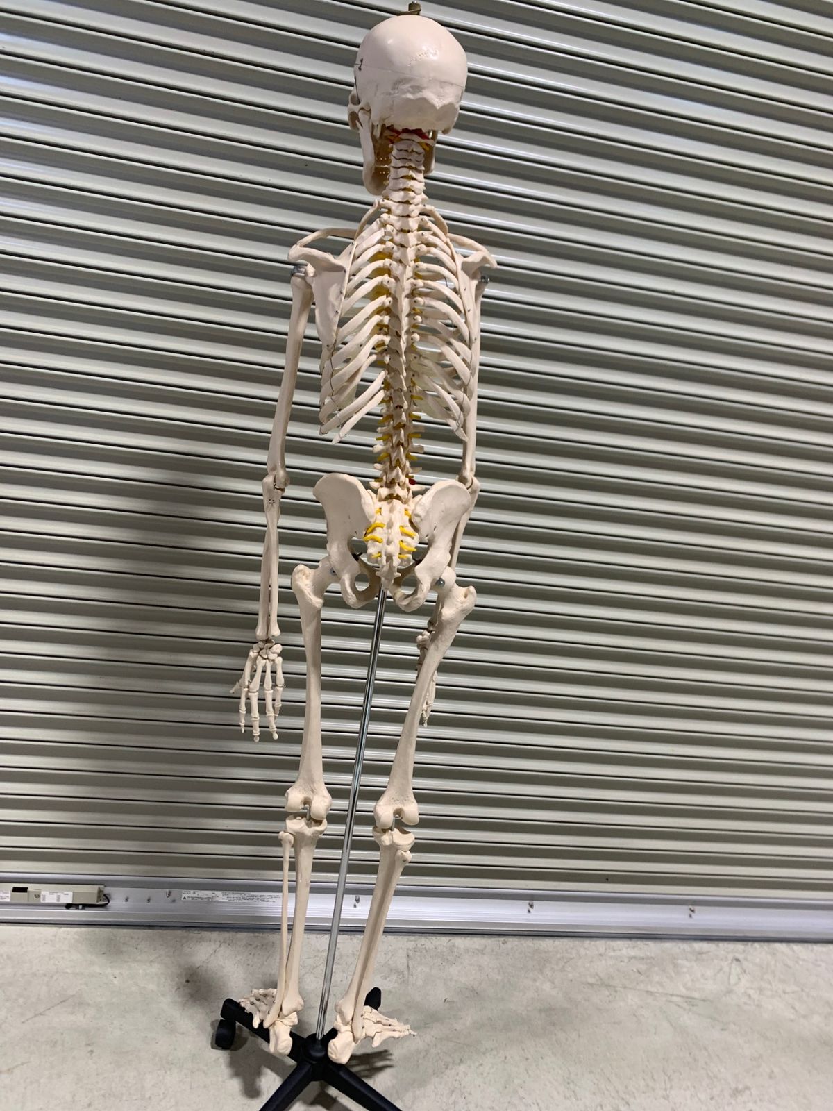 ☆ソムソ社全身模型可動式170cm人体模型ドイツ移動式キャスター付き