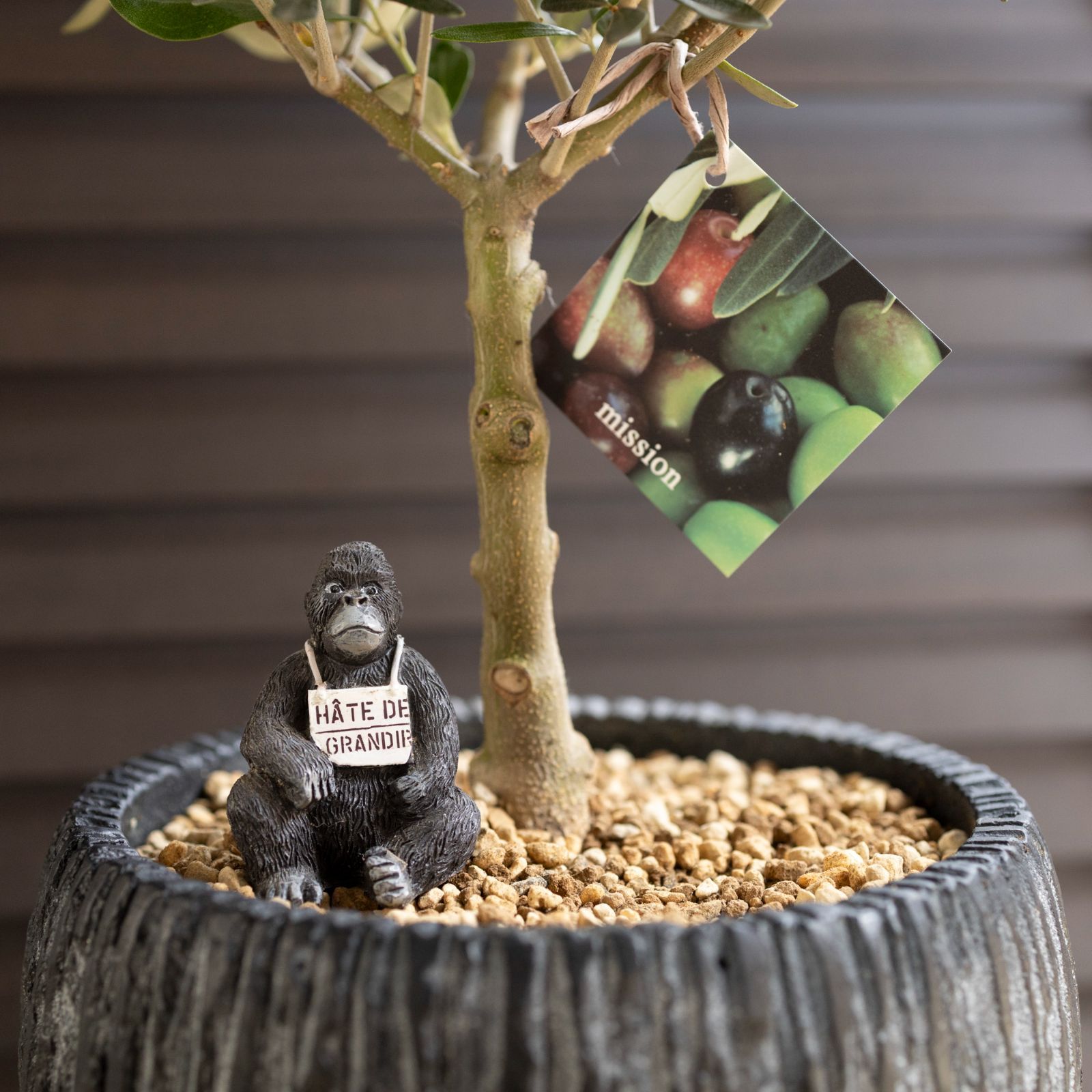 創樹 オリーブ 7号 ミッション 盆栽 SOUJU Mission Olive オリーブの木