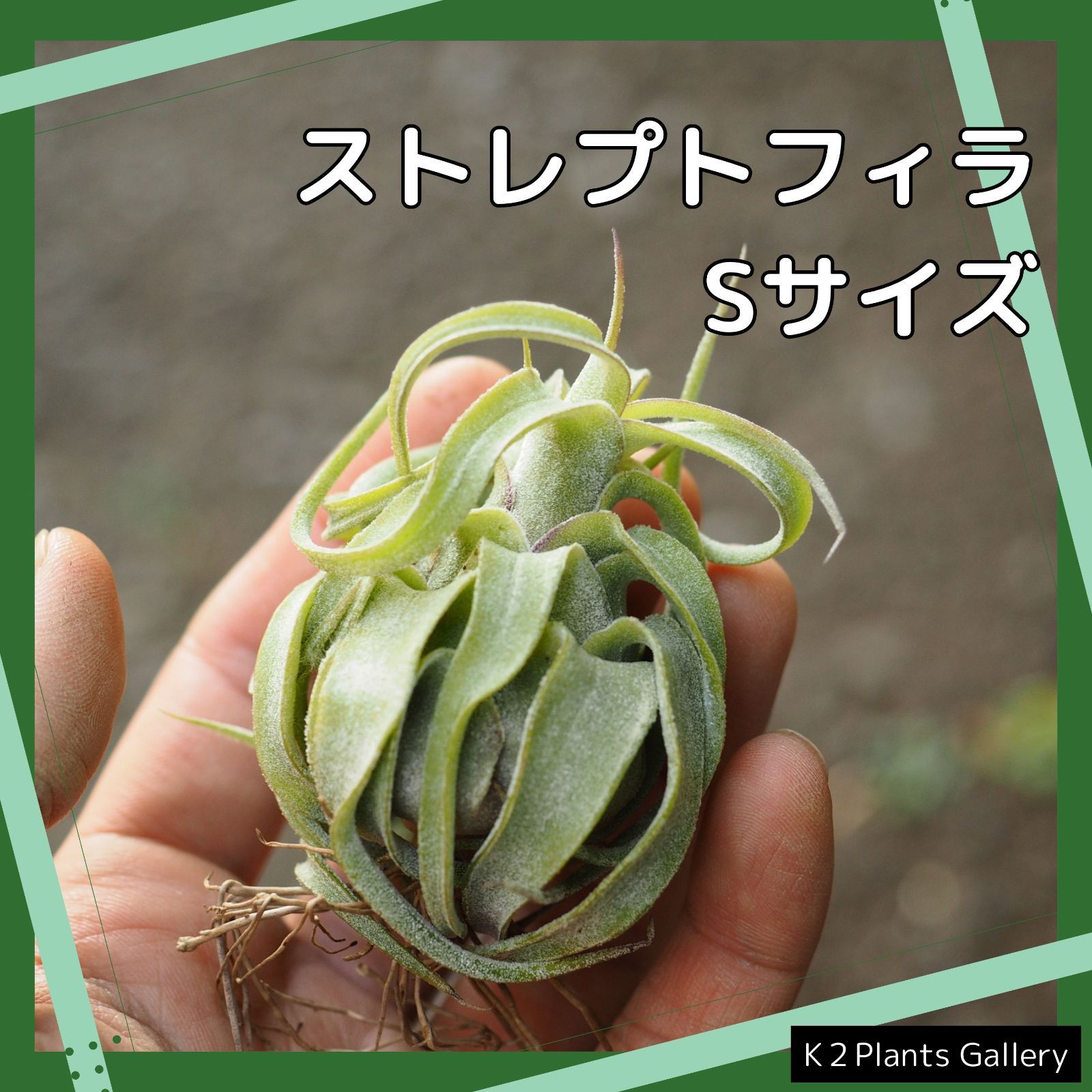 チランジア 【ストレプトフィラ】Sサイズ エアプランツ エアープランツ