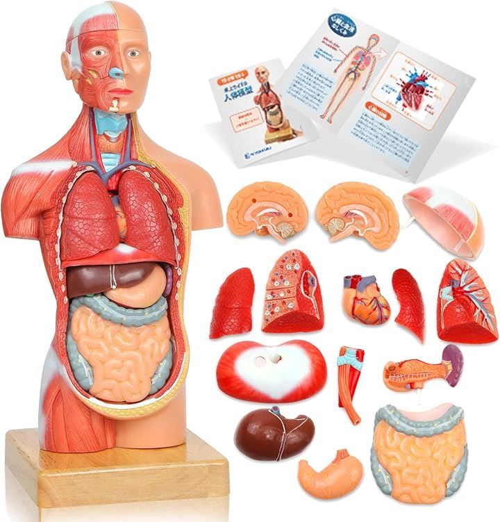 KIYOMARU ソフトな質感で15分解できる卓上サイズの人体解剖模型 人体