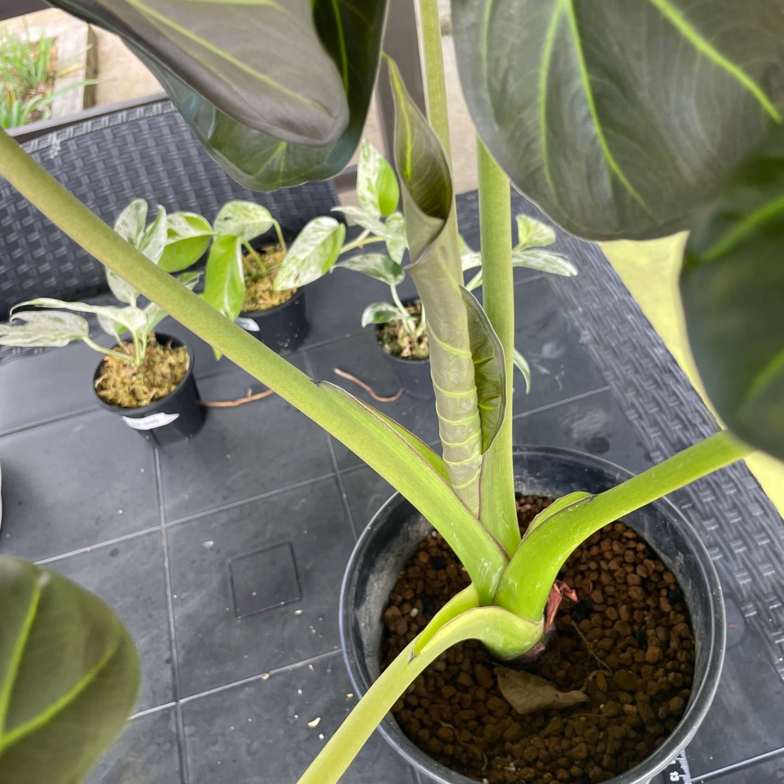 希少大株】 アロカシア リーガルシールズ alocasia regalshields